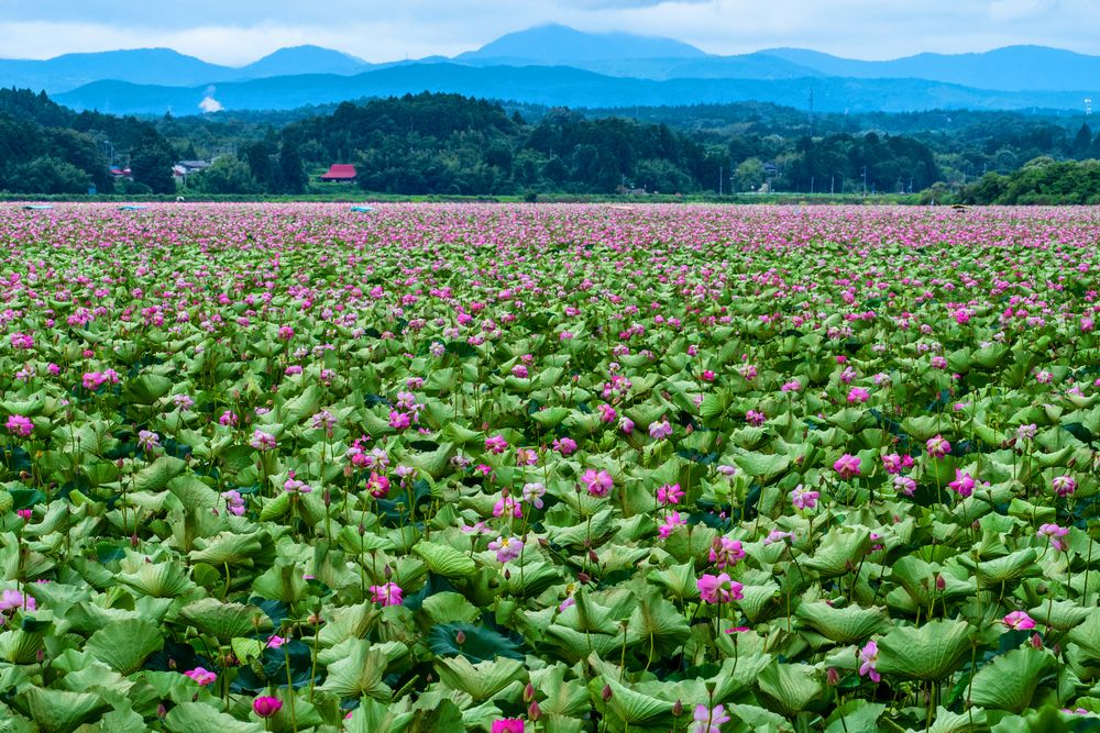 伊豆沼の画像 - 4枚目