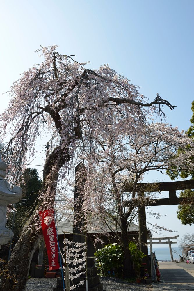 鹿島御児神社の画像 - 3枚目