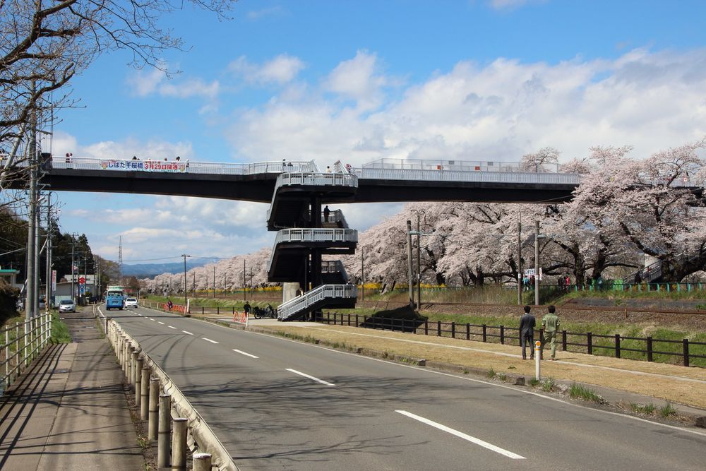 しばた千桜橋（一目千本桜）の画像 - 2枚目