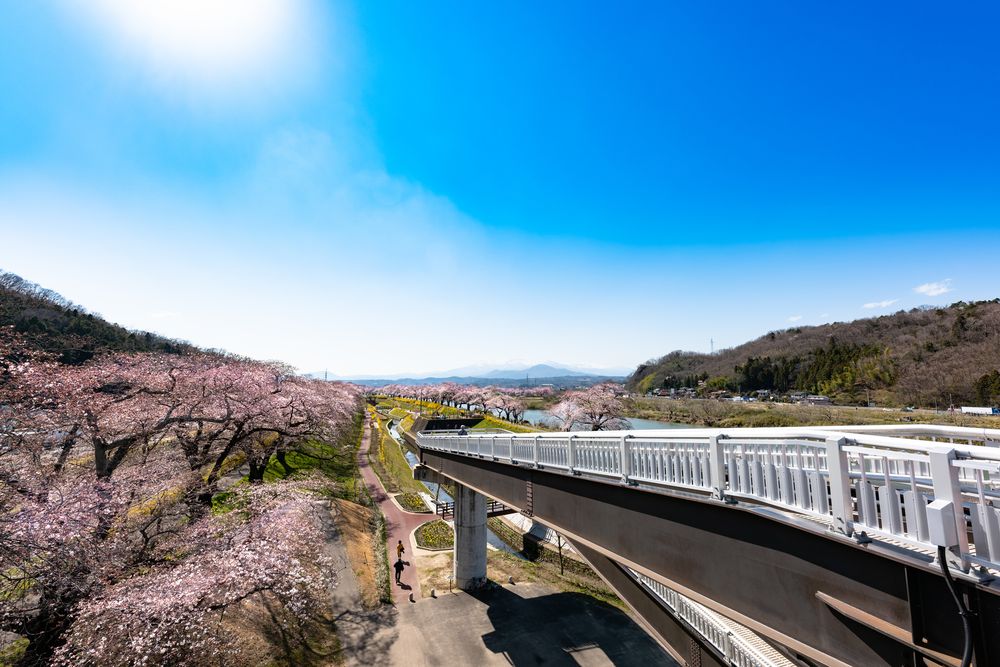 しばた千桜橋（一目千本桜）の画像 - 3枚目
