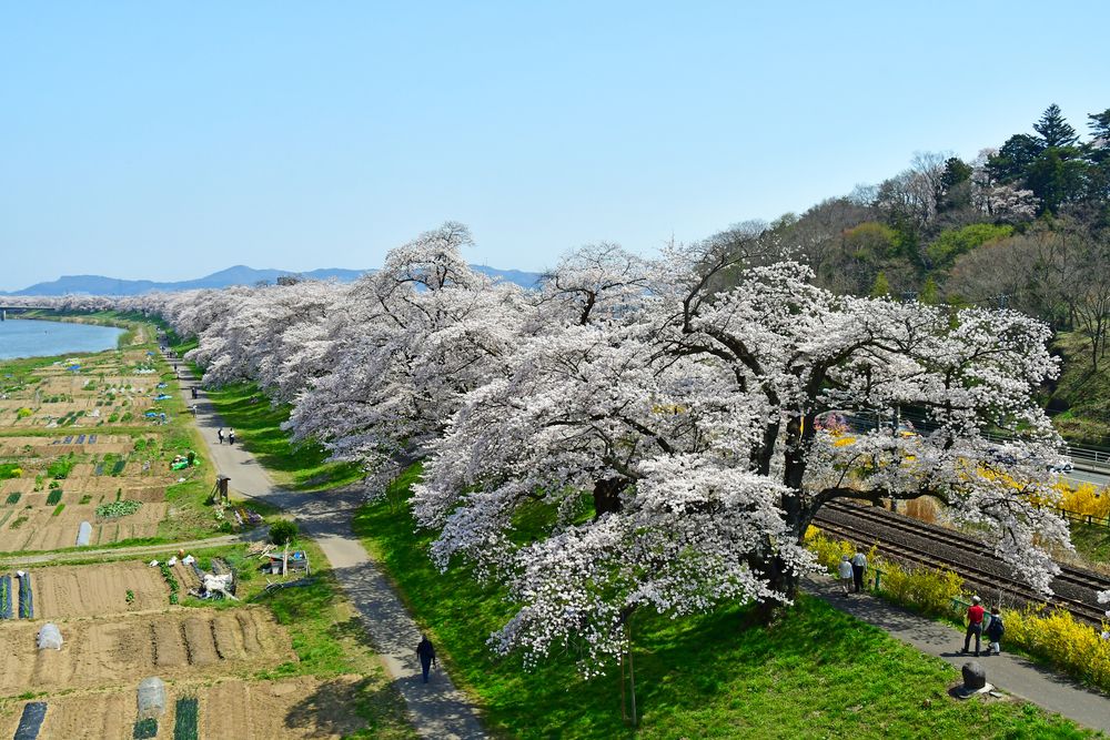 しばた千桜橋（一目千本桜）の画像 - 6枚目