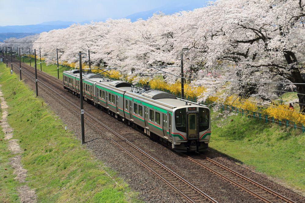しばた千桜橋(一目千本桜)