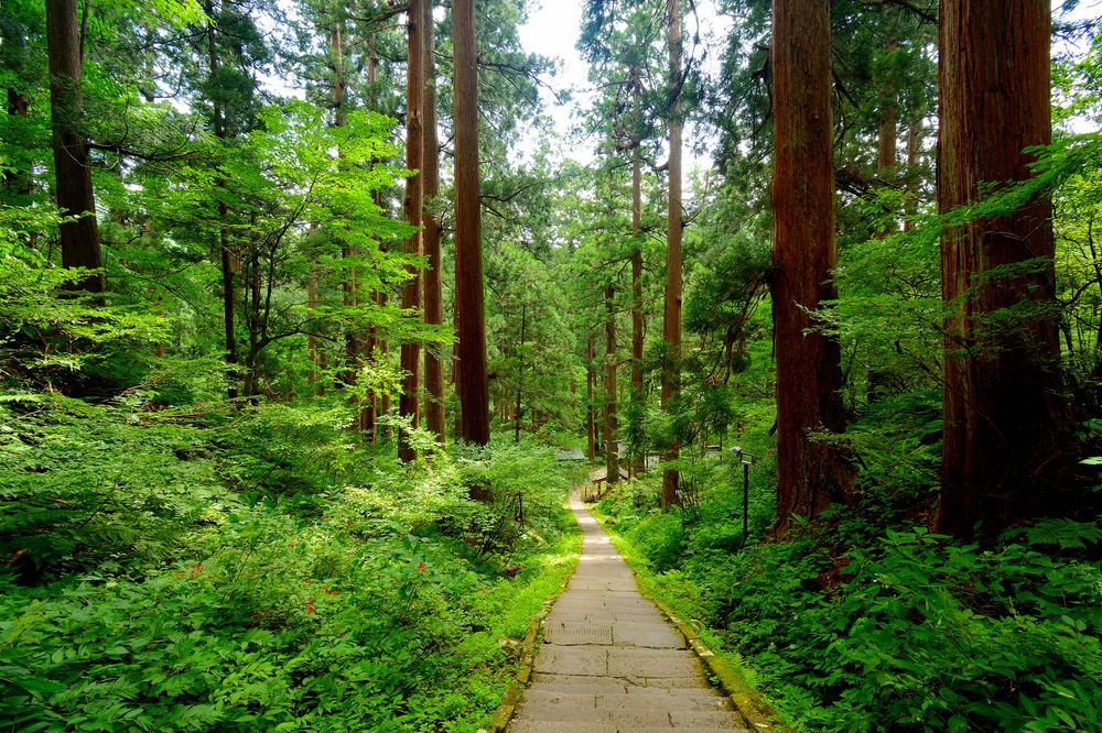 羽黒山の杉並木(国指定天然記念物)の画像 - 4枚目