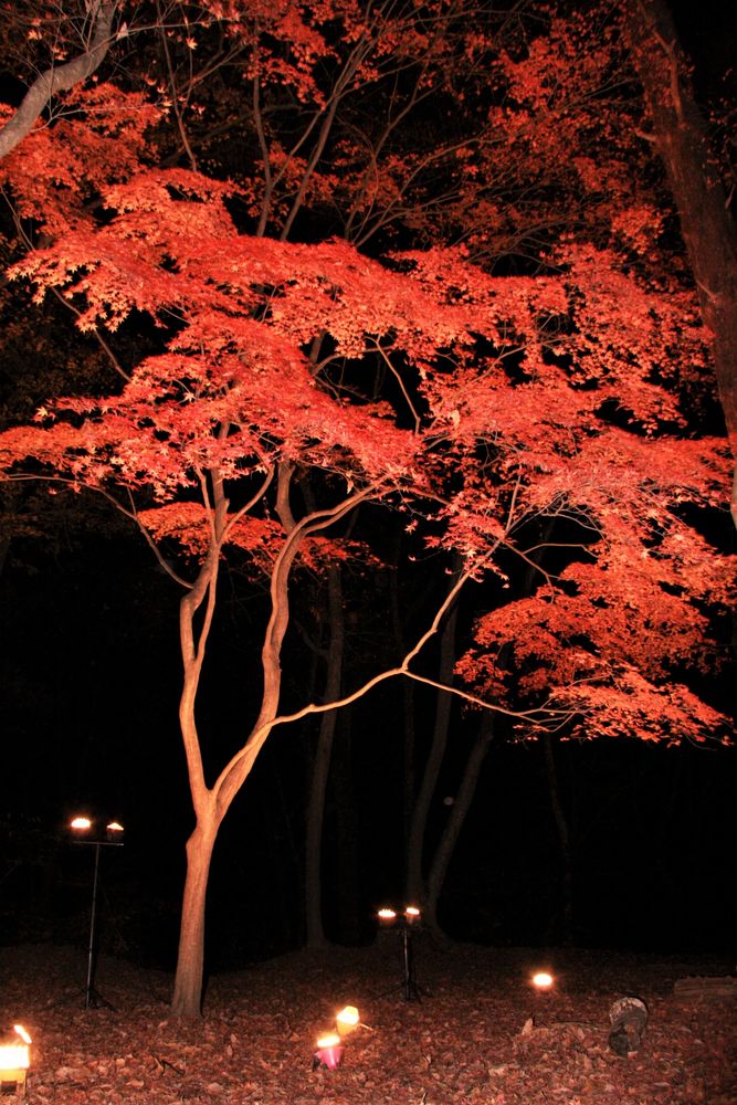 月の石もみじ公園の画像 - 4枚目