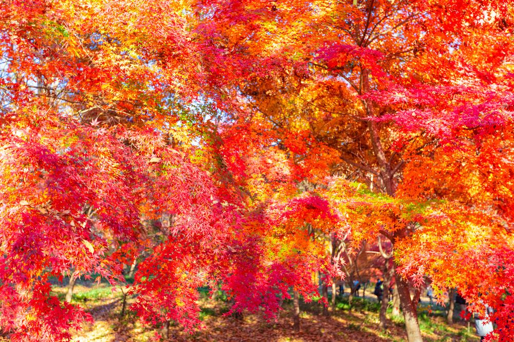 月の石もみじ公園の画像 - 5枚目