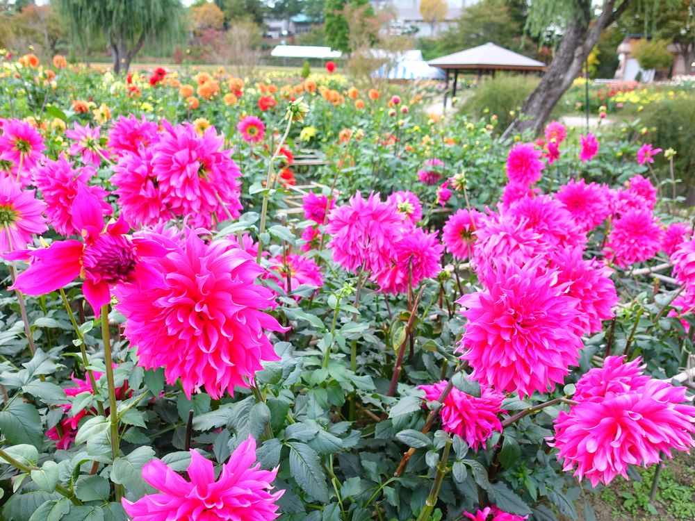 川西ダリヤ園の画像 - 2枚目