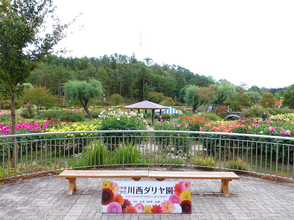 川西ダリヤ園の画像 - 3枚目