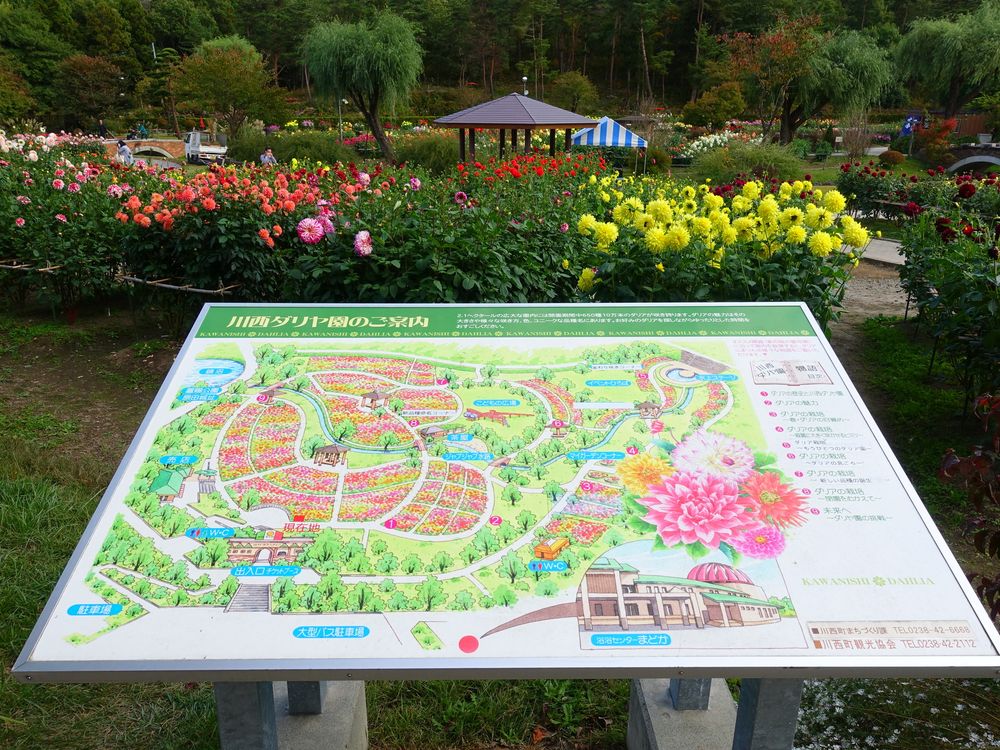 川西ダリヤ園の画像 - 4枚目