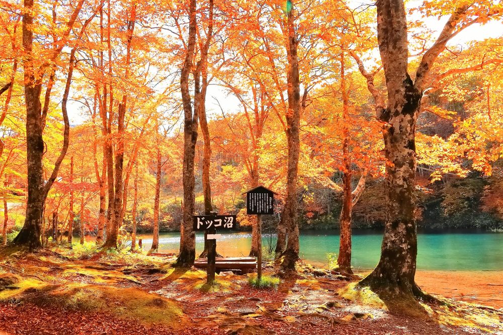 ドッコ沼の画像 - 5枚目