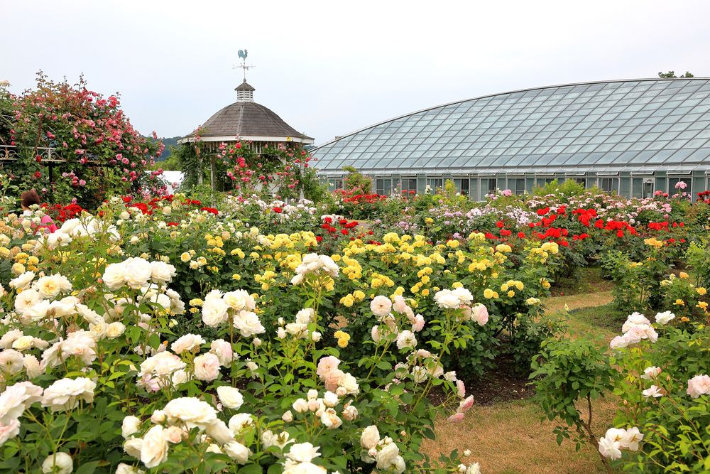 最上川ふるさと総合公園の画像 - 2枚目