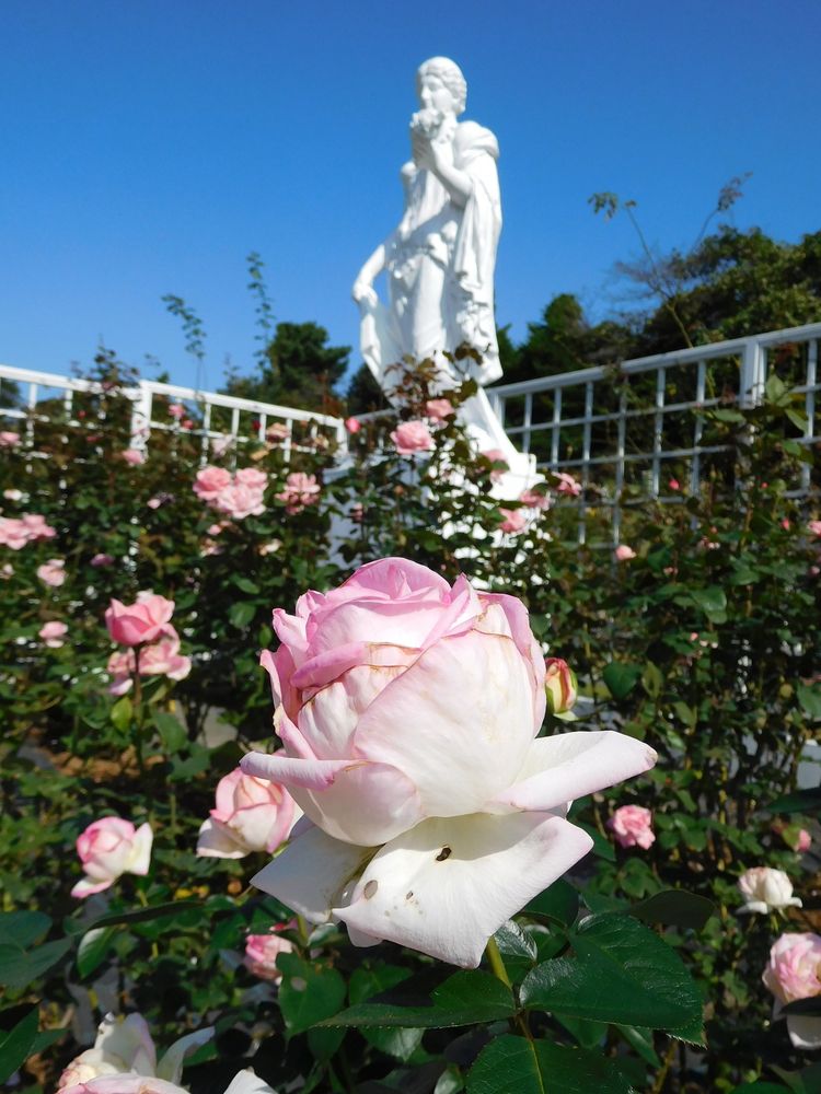 生田緑地ばら苑の画像 - 2枚目