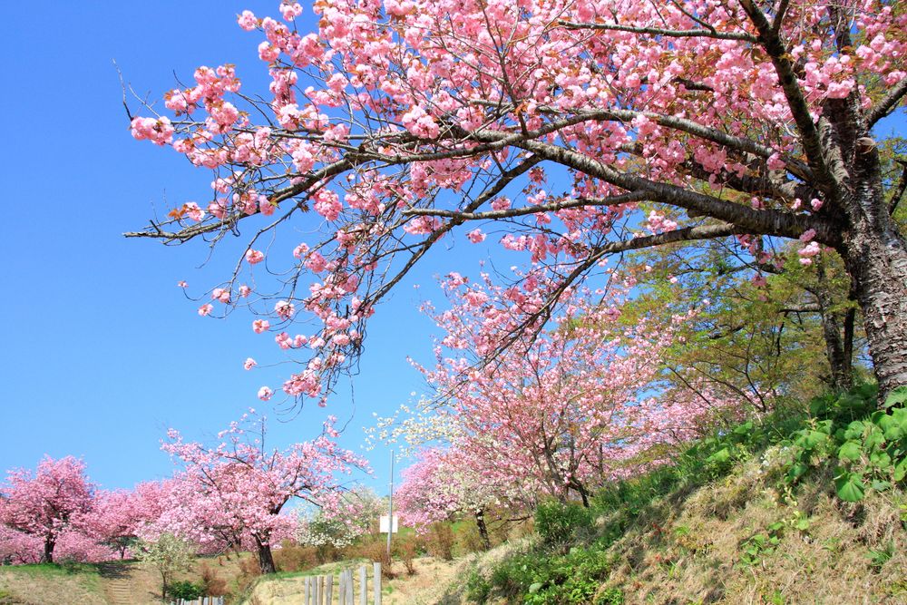 八塩いこいの森の画像 - 5枚目