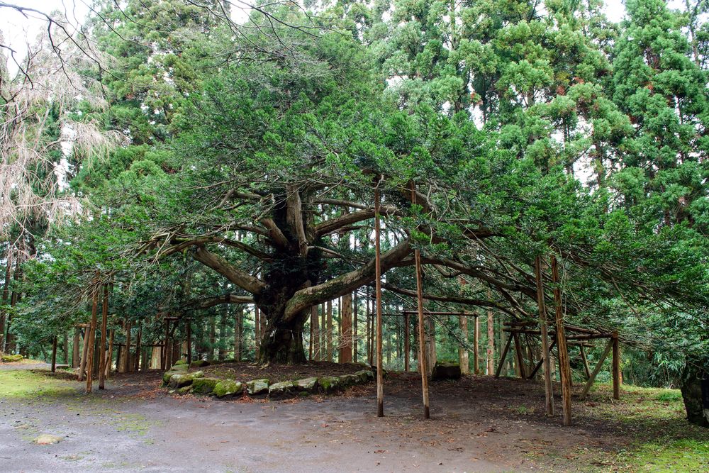 真山神社の画像 - 4枚目