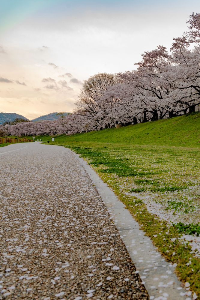 淀川河川公園背割堤地区の画像 - 3枚目