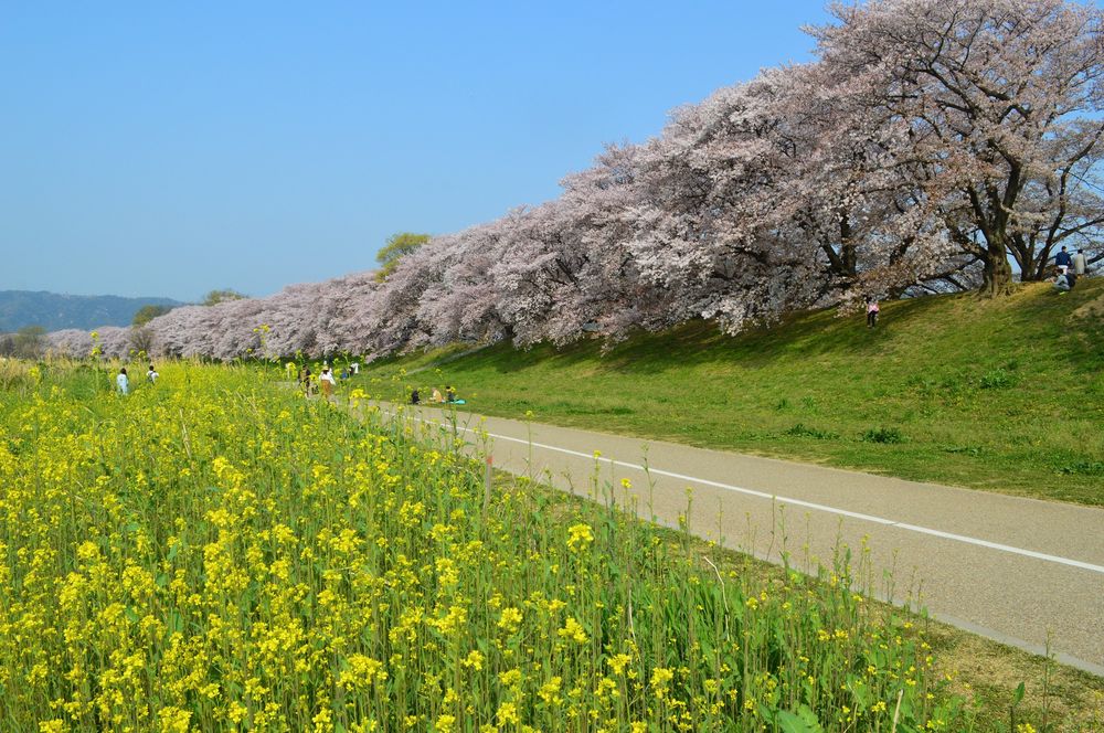淀川河川公園背割堤地区の画像 - 5枚目