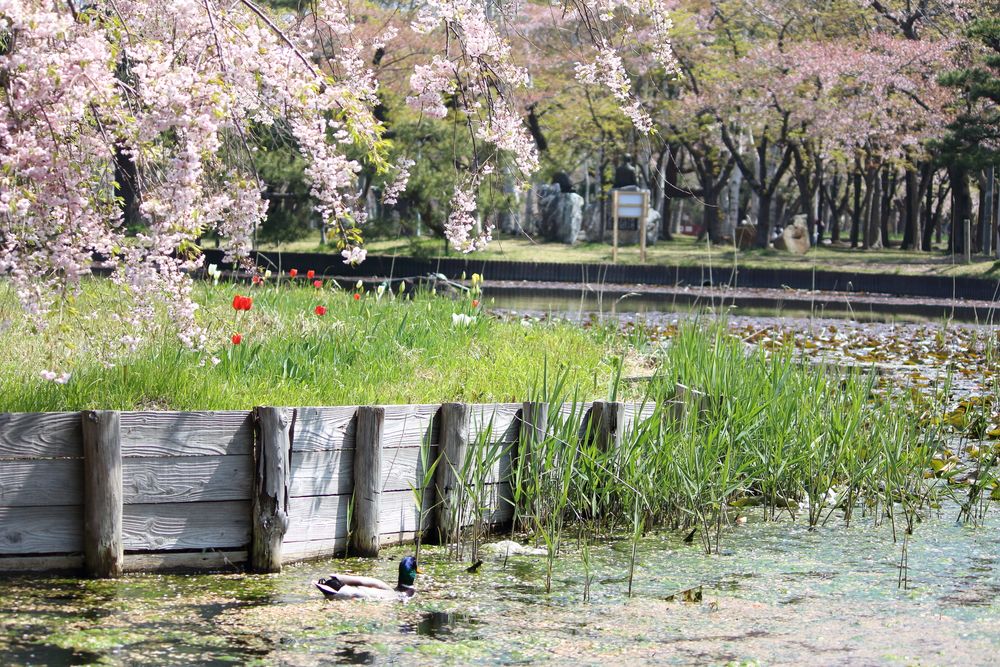 合浦公園の画像 - 2枚目