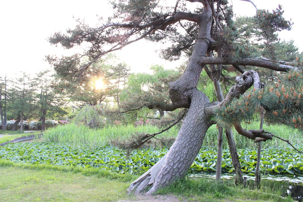 合浦公園の画像 - 3枚目