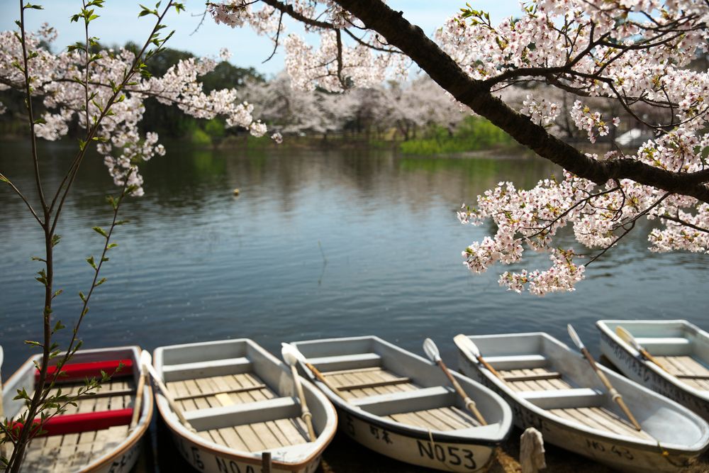 芦野公園の画像 - 2枚目