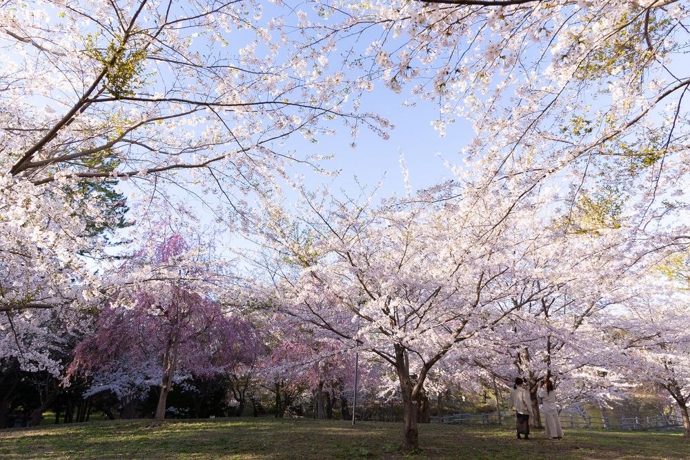 芦野公園の画像 - 3枚目