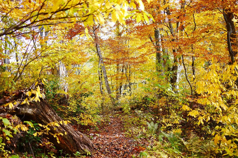 白神の森遊山道の画像 - 2枚目