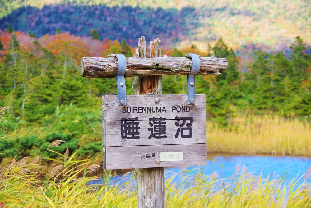 睡蓮沼の画像 - 3枚目
