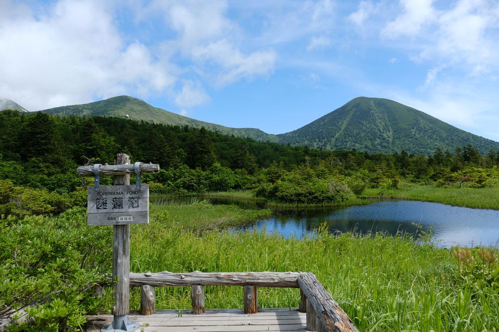 睡蓮沼の画像 - 6枚目