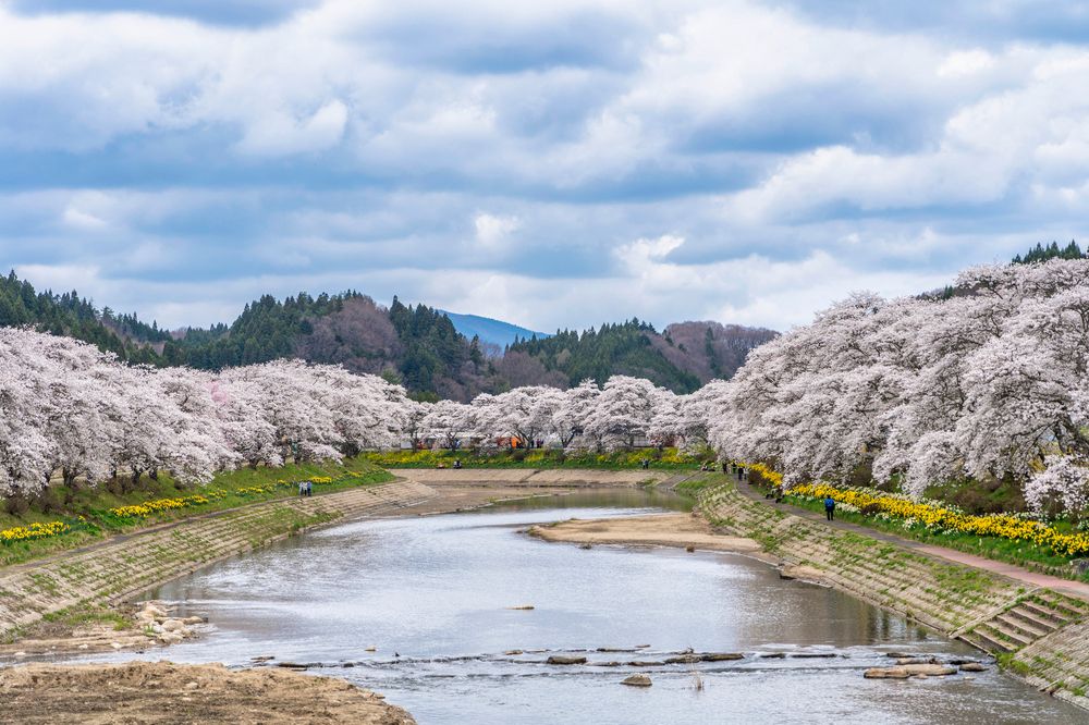 夏井千本桜の画像 - 2枚目