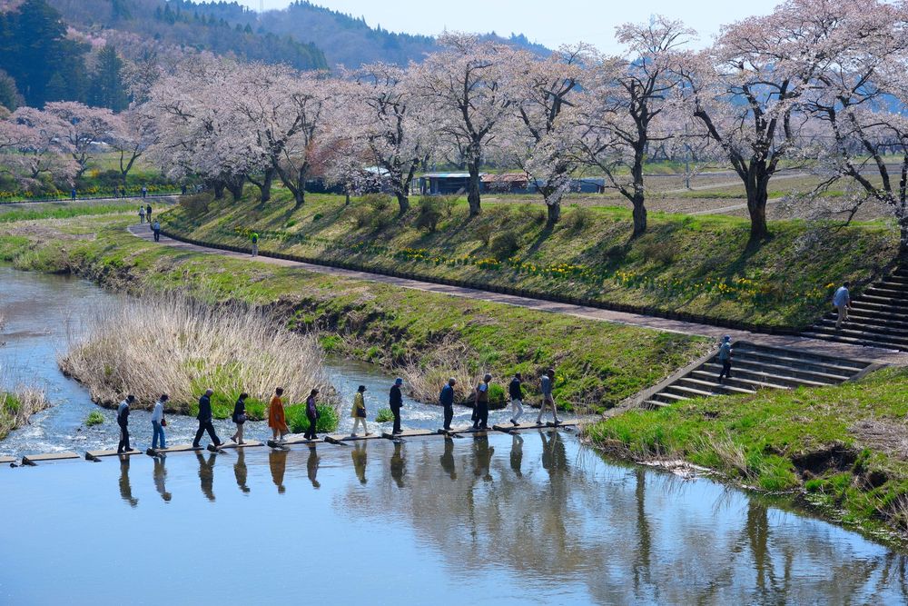 夏井千本桜の画像 - 3枚目