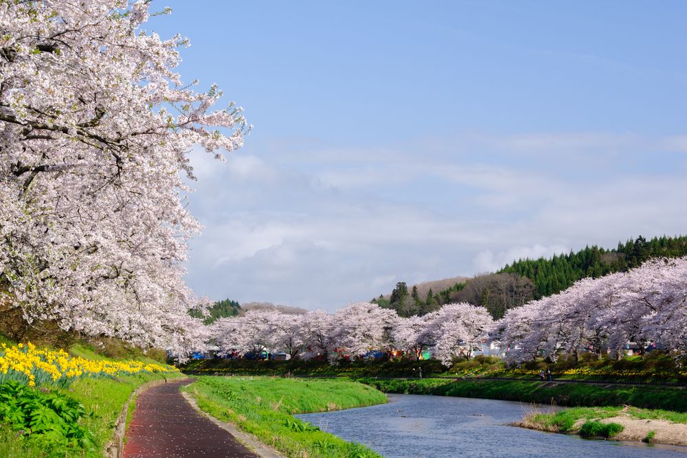 夏井千本桜の画像 - 4枚目