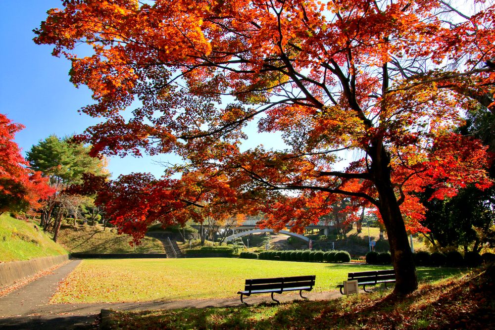 翠ヶ丘公園の画像 - 3枚目