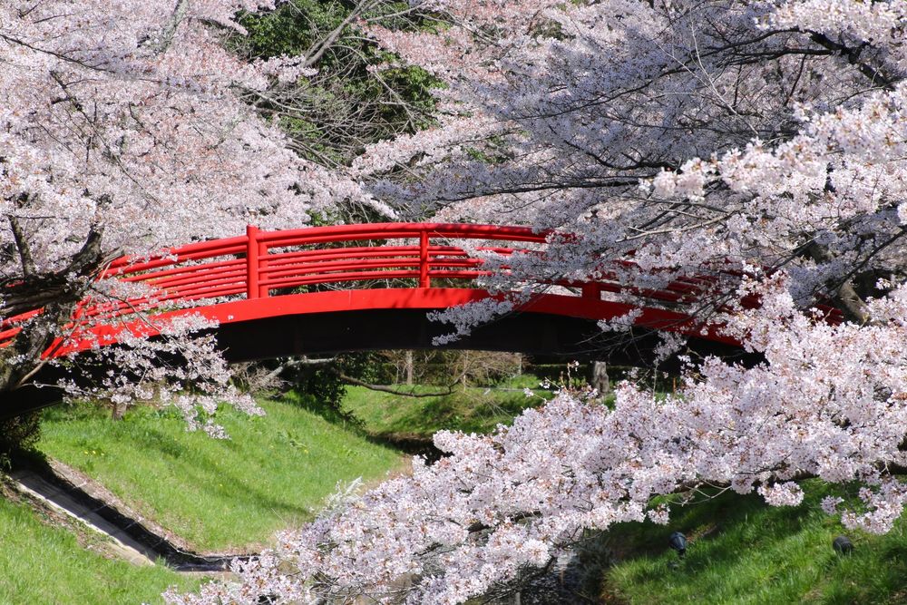 翠ヶ丘公園の画像 - 5枚目