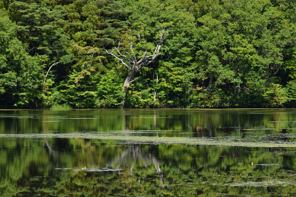 観音沼森林公園の画像 - 4枚目