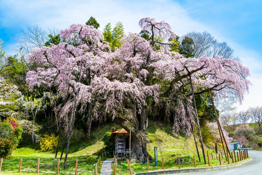 延命地蔵尊・紅枝垂地蔵桜の画像 - 3枚目