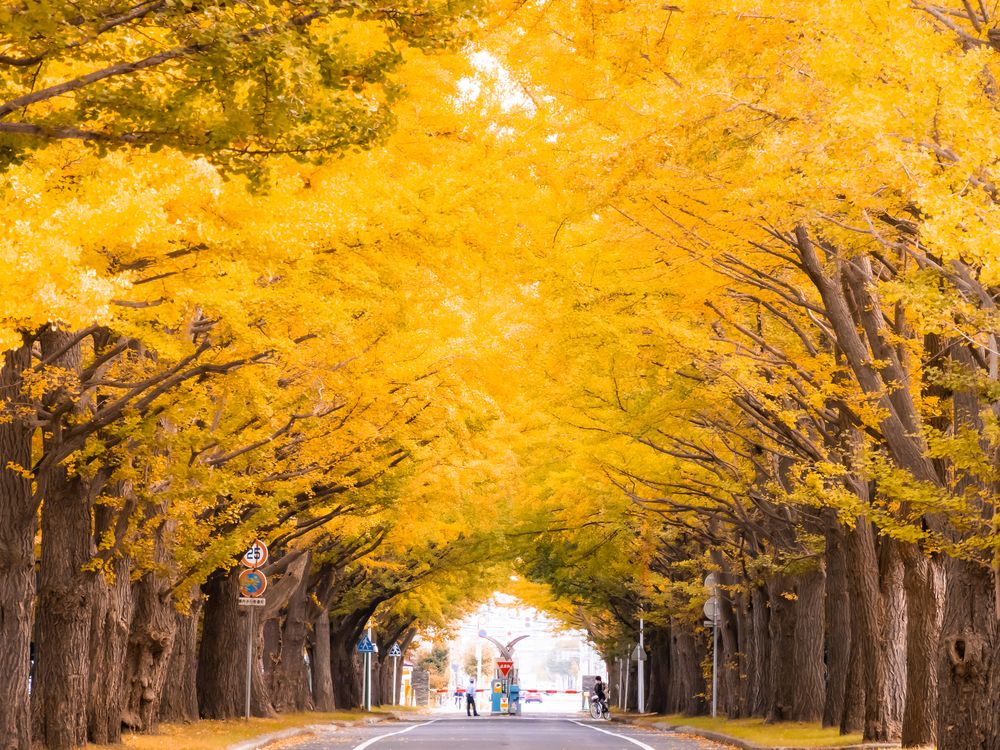 北大イチョウ並木の画像 - 4枚目