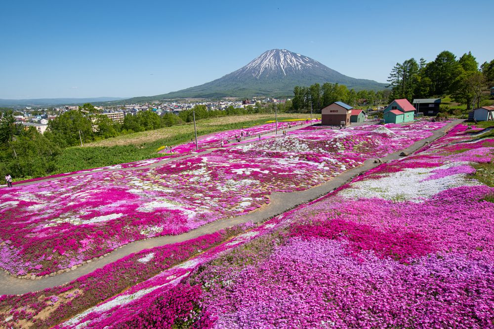 羊蹄山の画像 - 3枚目