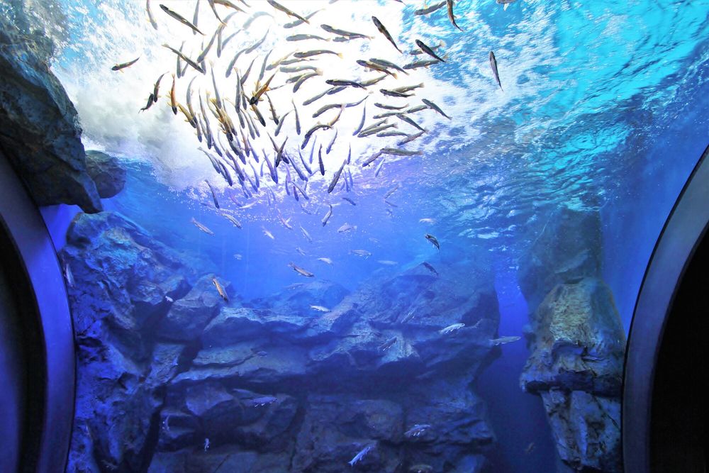 山の水族館－北の大地の水族館－の画像 - 2枚目