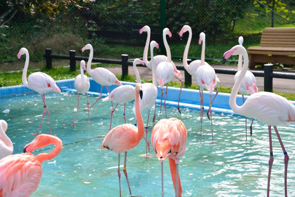 おびひろ動物園の画像 - 2枚目