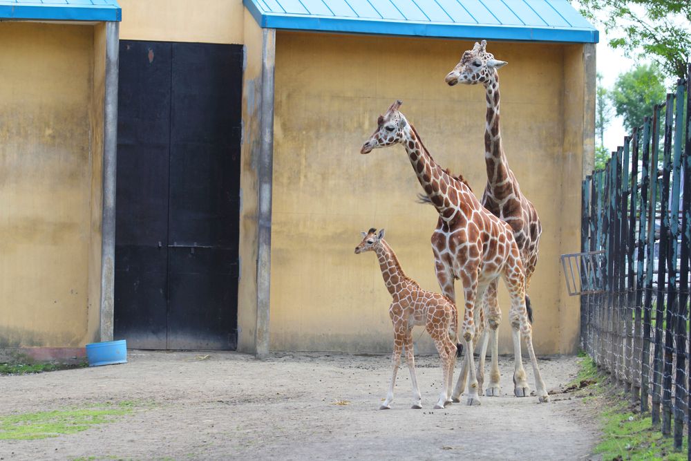 おびひろ動物園の画像 - 4枚目