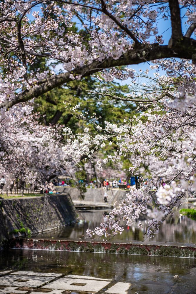 夙川公園(夙川河川敷緑地)の画像 - 3枚目