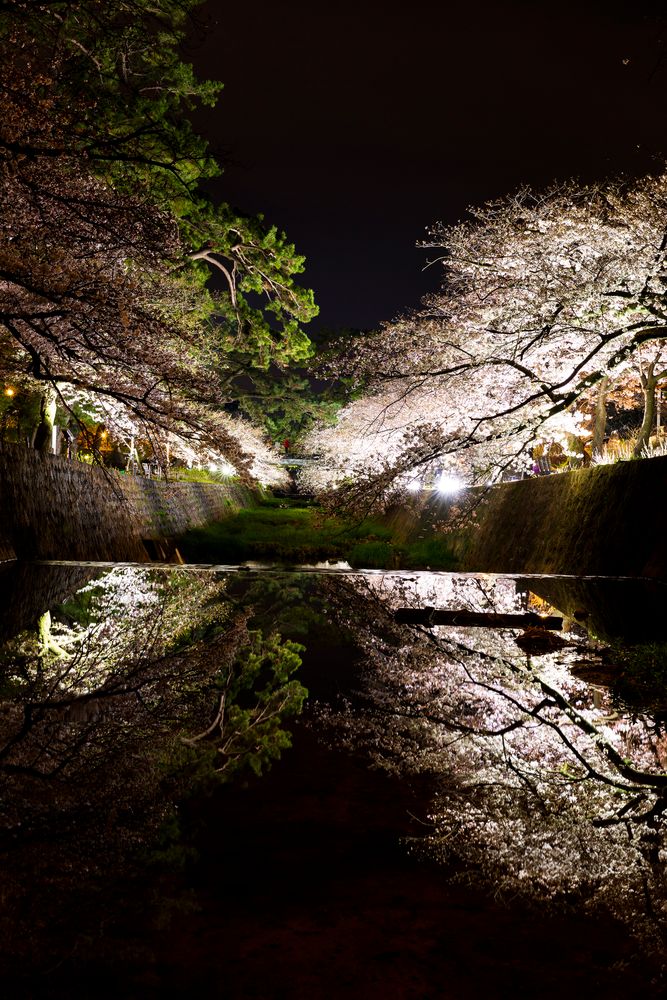 夙川公園(夙川河川敷緑地)の画像 - 4枚目