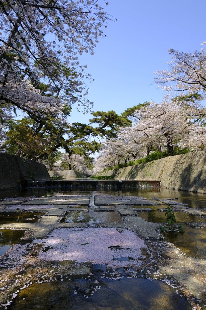 夙川公園(夙川河川敷緑地)の画像 - 5枚目