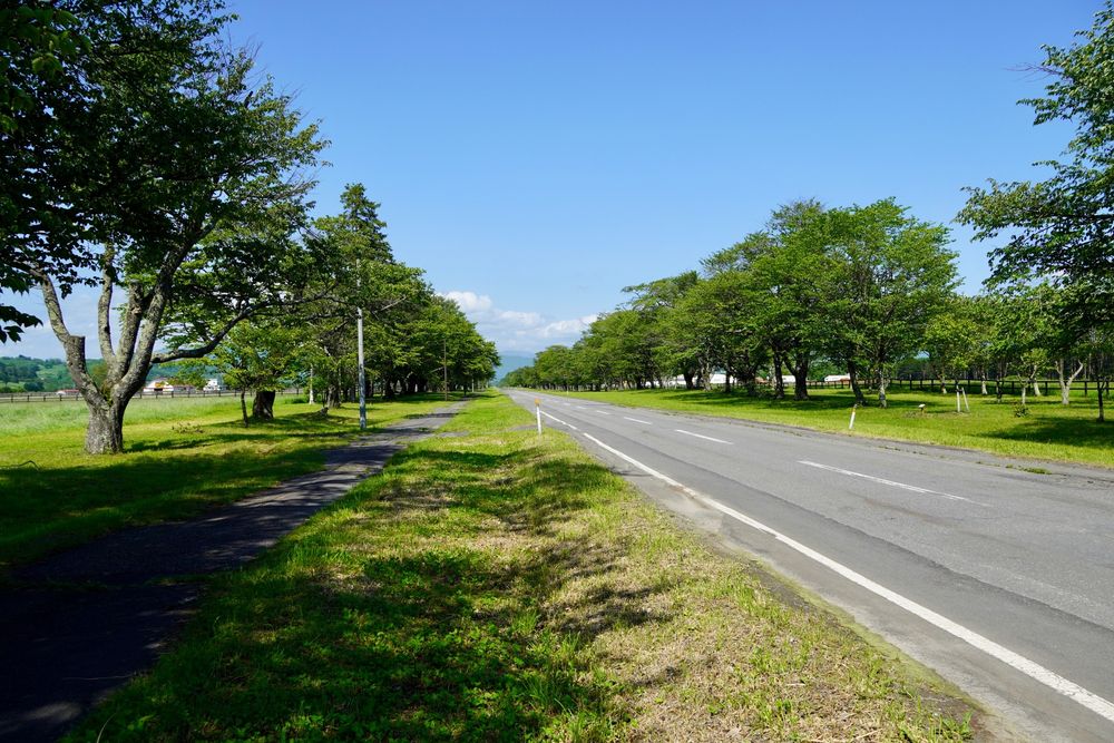 二十間道路の桜並木の画像 - 2枚目