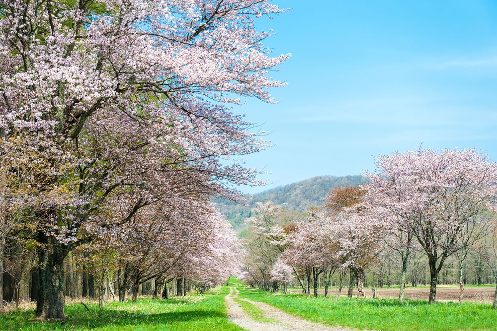 二十間道路の桜並木の画像 - 3枚目