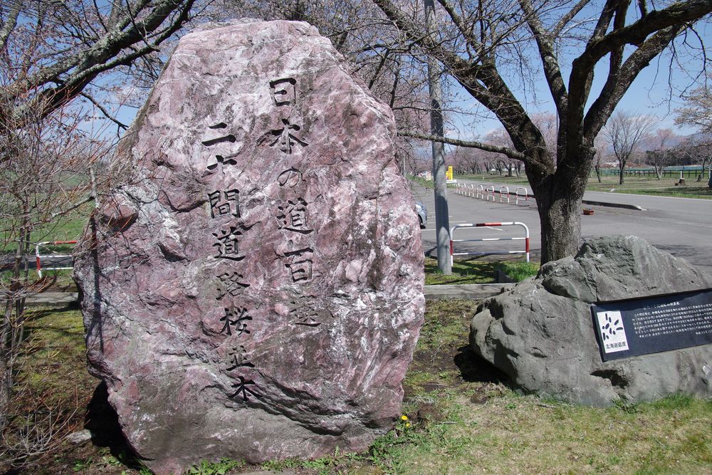 二十間道路の桜並木の画像 - 4枚目