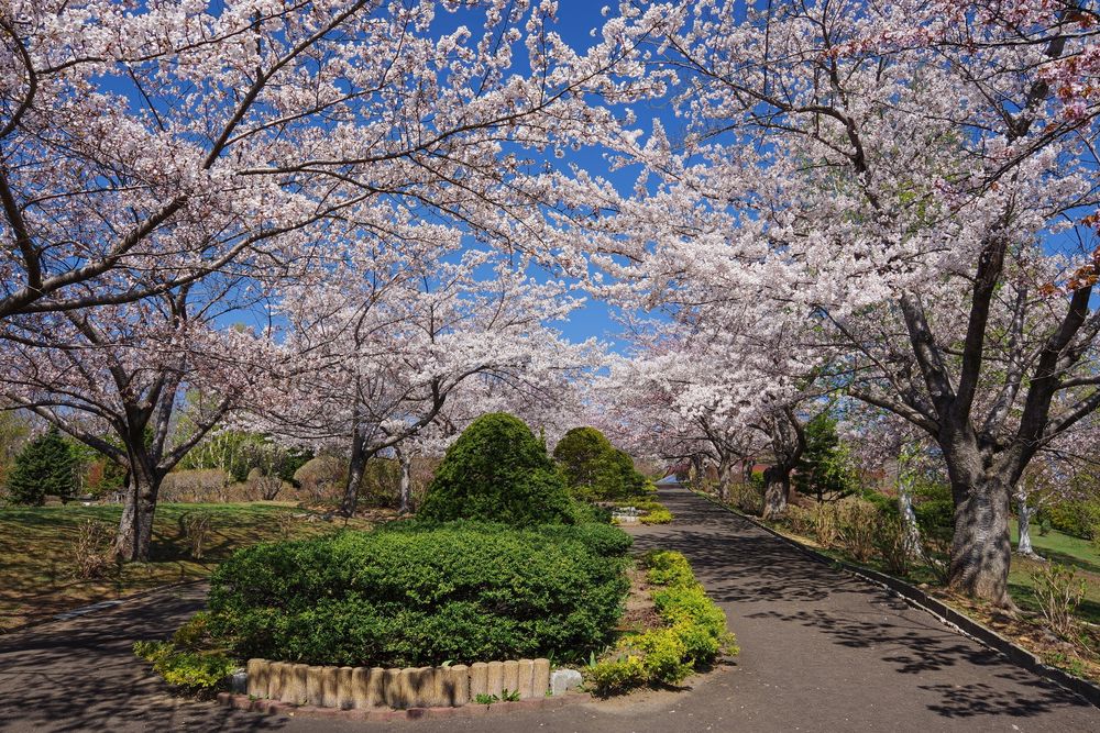 手宮公園の画像 - 3枚目