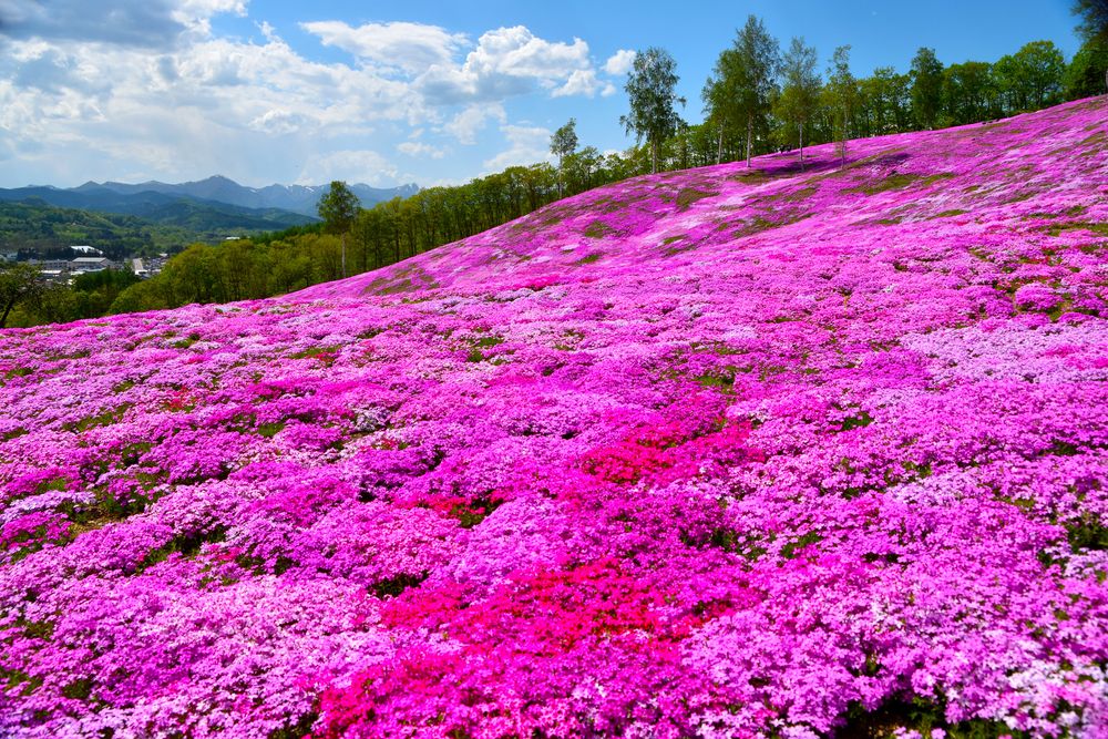 芝ざくら滝上公園の画像 - 2枚目