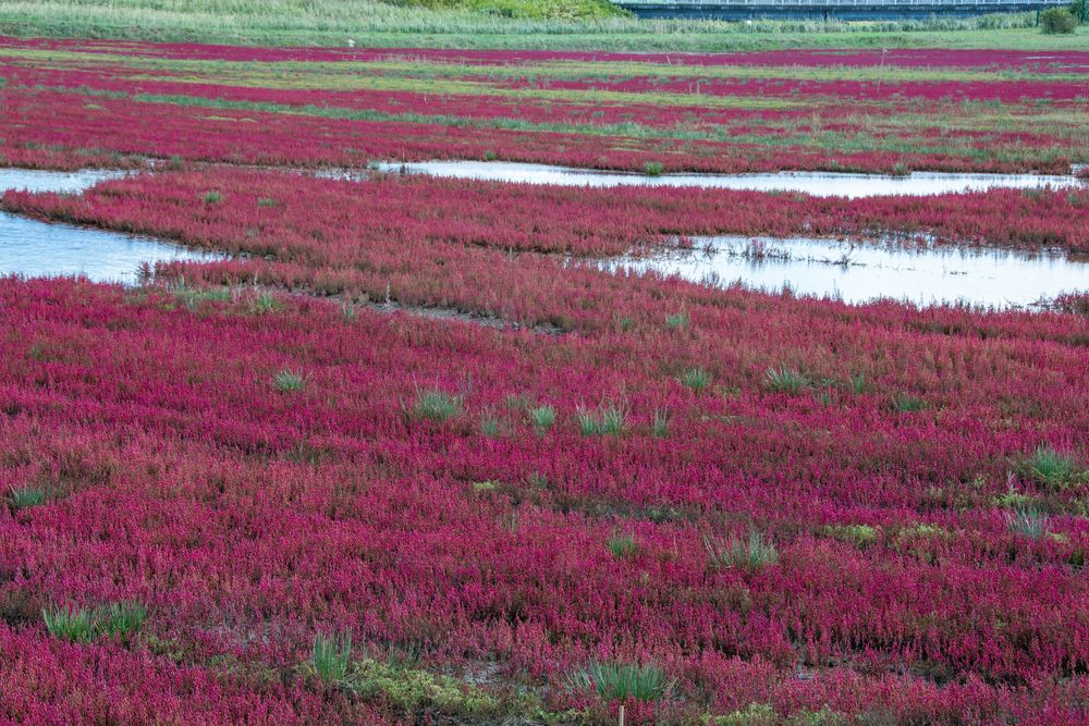 能取湖サンゴ草群落地の画像 - 2枚目