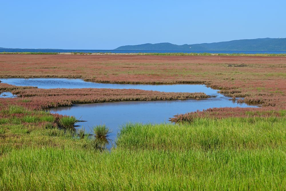能取湖サンゴ草群落地の画像 - 3枚目