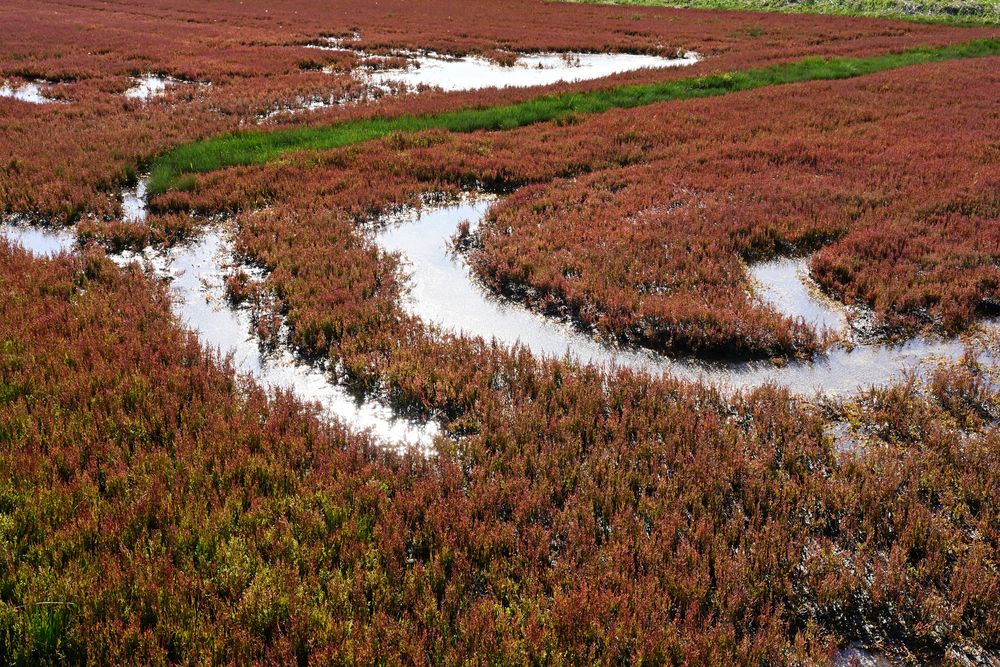 能取湖サンゴ草群落地の画像 - 4枚目