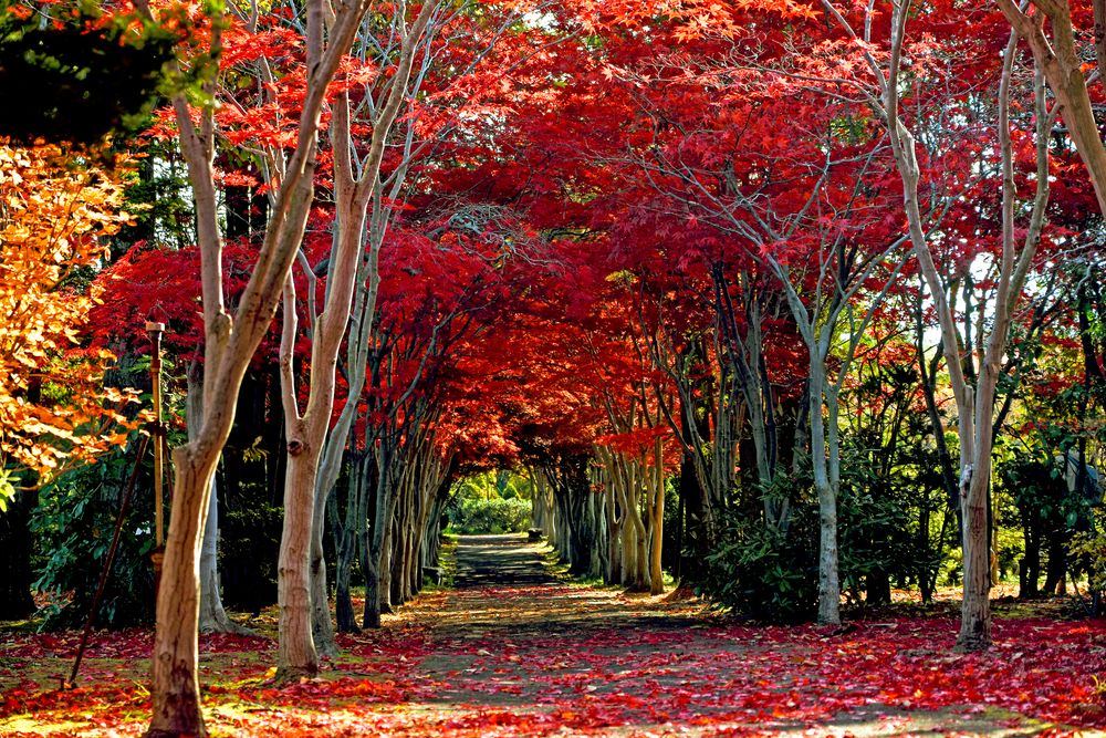 平岡樹芸センター(みどりーむ)の画像 - 5枚目